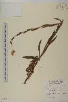 登錄號:S122433藏品圖，第1張