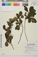 鈍齒鼠李藏品圖，第1張