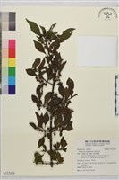 帚枝鼠李藏品圖，第1張