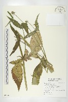 川續斷藏品圖，第1張