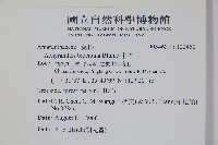 牛膝藏品圖，第2張