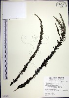 鐵掃帚、千里光藏品圖，第1張