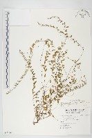 狹葉土丁桂藏品圖，第1張