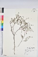 假紫斑大戟藏品圖，第1張