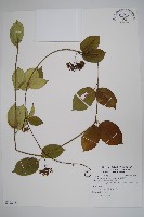 爬森藤藏品圖，第1張