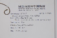 爬森藤藏品圖，第2張