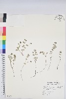 鵝鑾鼻大戟藏品圖，第1張