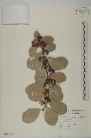 蘭嶼裸實藏品圖，第1張