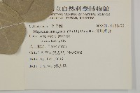 蘭嶼裸實藏品圖，第2張