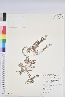 千根草藏品圖，第1張