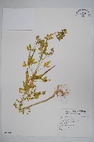 向天黃藏品圖，第1張