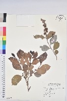 細葉饅頭果藏品圖，第1張