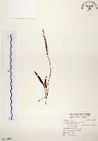 綬草藏品圖，第1張