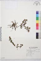 小葉黃鱔藤藏品圖，第1張