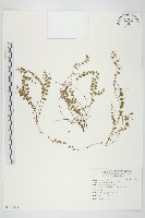 土丁桂藏品圖，第1張