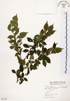 烏皮九芎、奮起湖野茉莉藏品圖，第1張