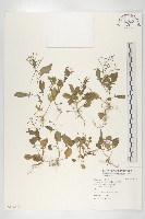 小葶藶藏品圖，第1張