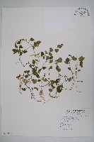 圓葉山梗菜藏品圖，第1張