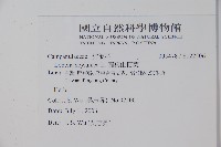 圓葉山梗菜藏品圖，第2張