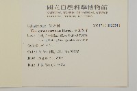 厚葉衛矛, 源一木藏品圖，第2張