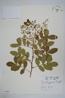 巴西乳香、巴西胡椒木藏品圖，第1張