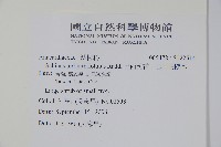 巴西乳香、巴西胡椒木藏品圖，第2張