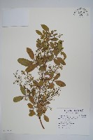 巴西乳香、巴西胡椒木藏品圖，第1張