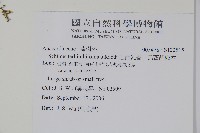 巴西乳香、巴西胡椒木藏品圖，第2張