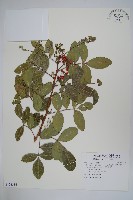 巴西乳香、巴西胡椒木藏品圖，第1張