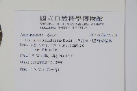 巴西乳香、巴西胡椒木藏品圖，第2張