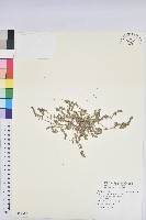 田代氏大戟藏品圖，第1張