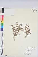 飛揚草藏品圖，第1張