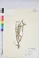 紫斑大戟藏品圖，第1張