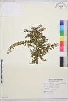 小葉黃鱔藤藏品圖，第1張