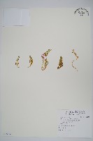 安旱草藏品圖，第1張