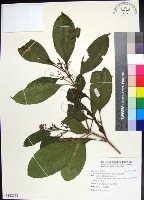 紅頭李欖藏品圖，第1張