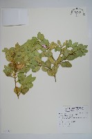 琉球黃楊藏品圖，第1張