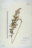 野艾蒿藏品圖，第1張