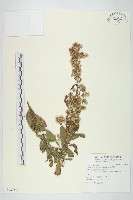 生毛將軍藏品圖，第1張