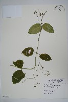 鷗蔓藏品圖，第1張