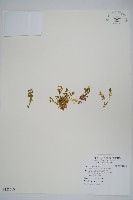 安旱草藏品圖，第1張