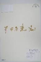 安旱草藏品圖，第1張