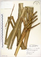 五節芒藏品圖，第1張