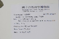 小錦蘭藏品圖，第2張