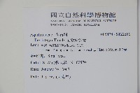 全緣葉冬青藏品圖，第2張