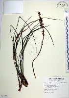 麥門冬藏品圖，第1張