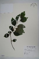 草野氏冬青藏品圖，第1張