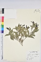 臺灣假黃楊藏品圖，第1張