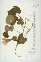 大萼旋花藏品圖，第1張