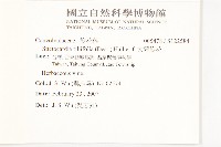 大萼旋花藏品圖，第2張